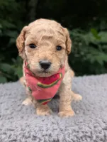 Watermelon , a female Poodle - Miniature  for sale in Sand Creek, MI – 6 of 6