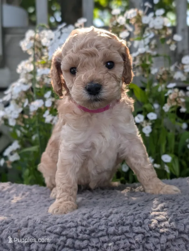 Watermelon  – Poodle - Miniature  puppy for sale in Sand Creek, MI