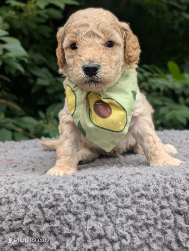 Avacado – Poodle - Miniature  puppy for sale in Sand Creek, MI
