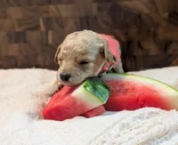 Watermelon , a female Poodle - Miniature  for sale in Sand Creek, MI – 1 of 6