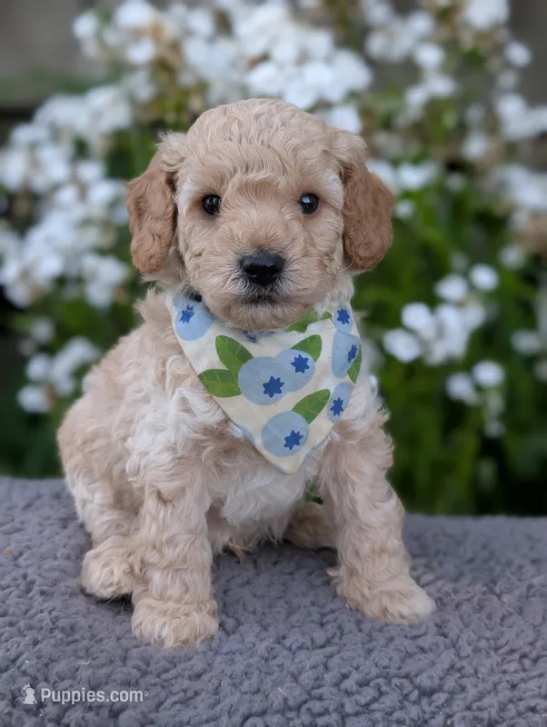 Blueberry – Poodle - Miniature  puppy for sale in Sand Creek, MI