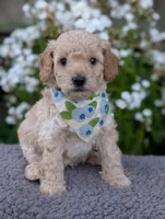 Blueberry, a male Poodle - Miniature  for sale in Sand Creek, MI – 3 of 8