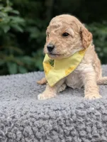 Pineapple , a male Poodle - Miniature  for sale in Sand Creek, MI – 4 of 5