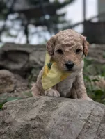Pineapple , a male Poodle - Miniature  for sale in Sand Creek, MI – 5 of 5