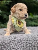 Avacado, a male Poodle - Miniature  for sale in Sand Creek, MI – 2 of 4