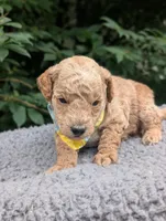 Lemon, a male Poodle - Miniature  for sale in Sand Creek, MI – 2 of 5