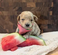 Watermelon , a female Poodle - Miniature  for sale in Sand Creek, MI – 4 of 6