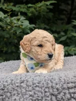 Blueberry, a male Poodle - Miniature  for sale in Sand Creek, MI – 2 of 5