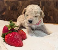 Strawberry, a female Poodle - Miniature  for sale in Sand Creek, MI – 2 of 5
