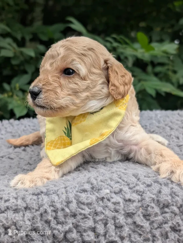 Pineapple  – Poodle - Miniature  puppy for sale in Sand Creek, MI