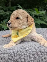 Pineapple , a male Poodle - Miniature  for sale in Sand Creek, MI – 1 of 5