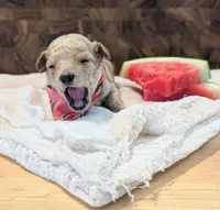 Watermelon , a female Poodle - Miniature  for sale in Sand Creek, MI – 2 of 6