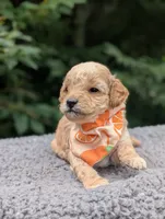 Orange, a male Poodle - Miniature  for sale in Sand Creek, MI – 2 of 3