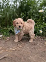 Blueberry, a male Poodle - Miniature  for sale in Sand Creek, MI – 2 of 8