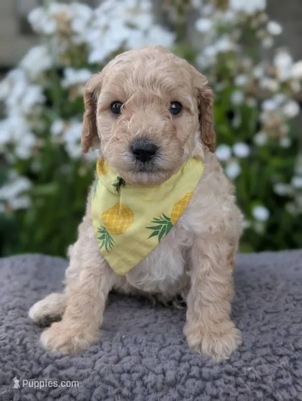 Pineapple  – Poodle - Miniature  puppy for sale in Sand Creek, MI