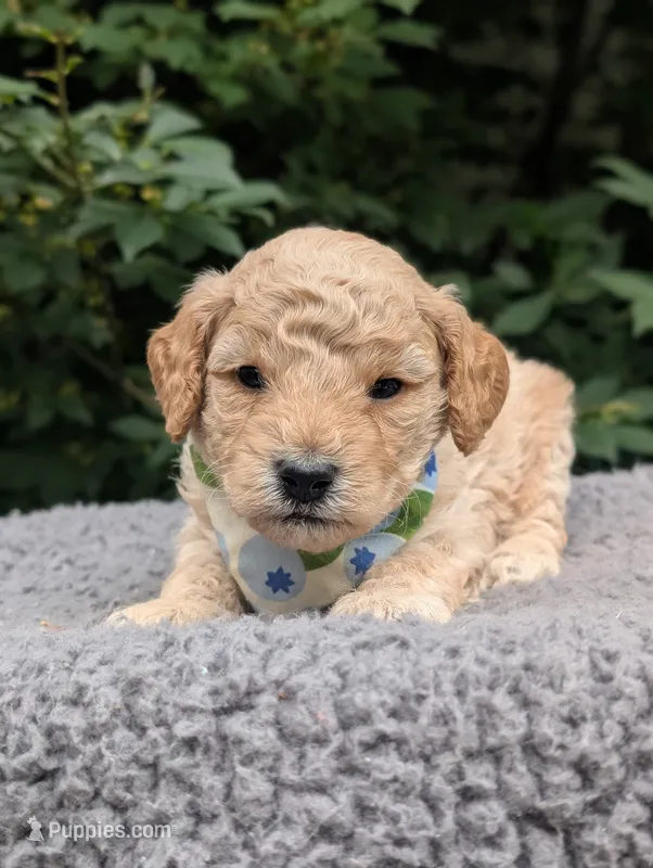 Blueberry – Poodle - Miniature  puppy for sale in Sand Creek, MI
