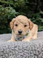 Blueberry, a male Poodle - Miniature  for sale in Sand Creek, MI – 1 of 5