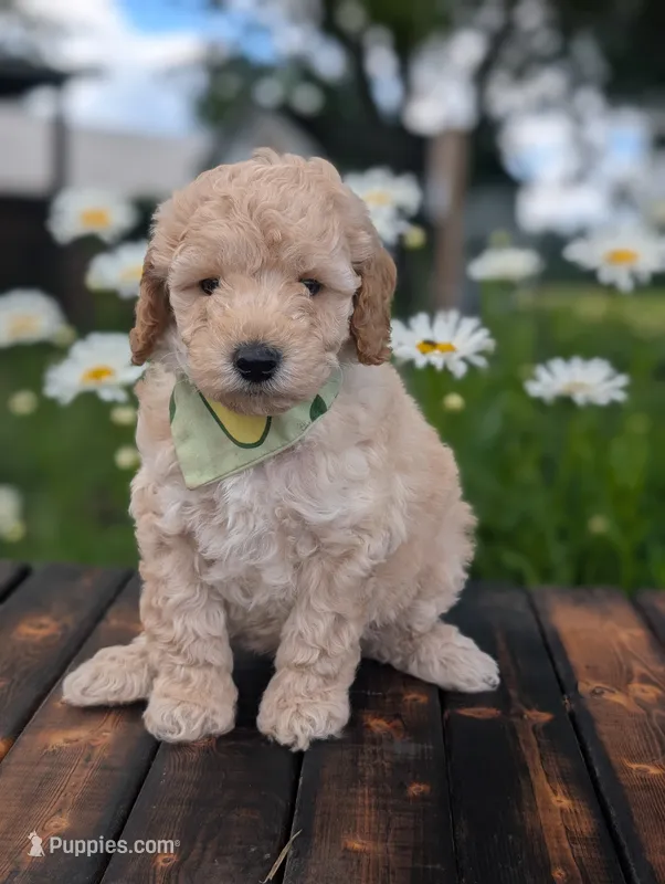Avacado – Poodle - Miniature  puppy for sale in Sand Creek, MI