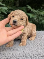 Lemon, a male Poodle - Miniature  for sale in Sand Creek, MI – 5 of 5