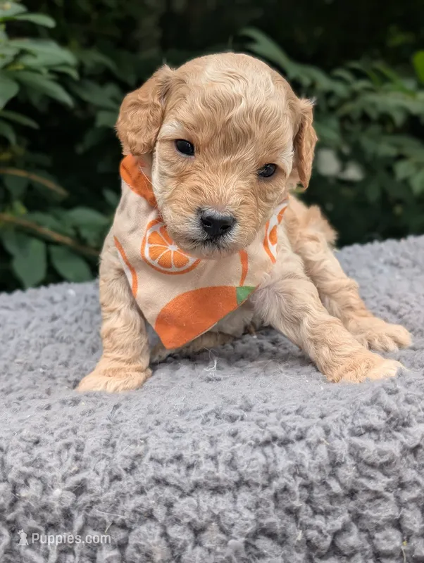 Orange – Poodle - Miniature  puppy for sale in Sand Creek, MI