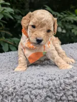 Orange, a male Poodle - Miniature  for sale in Sand Creek, MI – 1 of 3