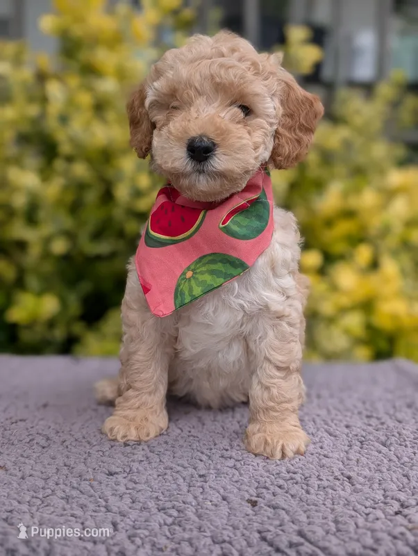 Watermelon  – Poodle - Miniature  puppy for sale in Sand Creek, MI