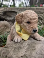 Pineapple , a male Poodle - Miniature  for sale in Sand Creek, MI – 3 of 5