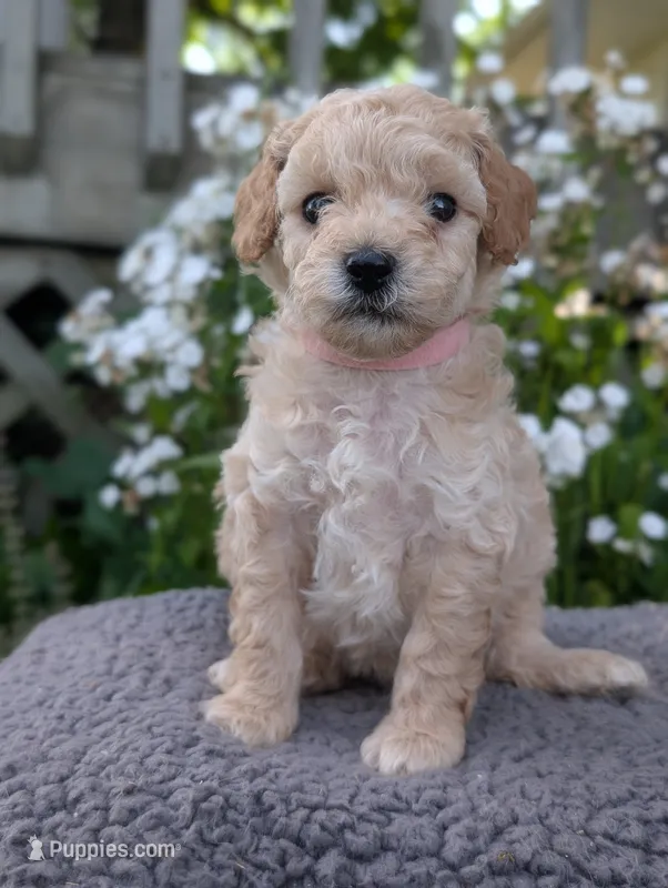 Strawberry – Poodle - Miniature  puppy for sale in Sand Creek, MI