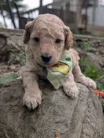Avacado, a male Poodle - Miniature  for sale in Sand Creek, MI – 3 of 4