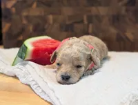 Watermelon , a female Poodle - Miniature  for sale in Sand Creek, MI – 3 of 6