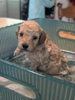 Peach, a female Poodle - Miniature  for sale in Sand Creek, MI – 3 of 5