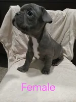 Baby, a female French Bulldog for sale in Blanchester, OH – Photo 2 of 2