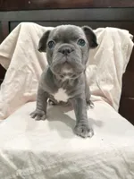 Baby, a female French Bulldog for sale in Blanchester, OH – Photo 1 of 2