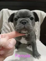 Lily, a female French Bulldog for sale in Blanchester, OH – Photo 1 of 2