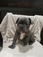 Lily, a female French Bulldog for sale in Blanchester, OH – Photo 2 of 2