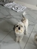 Oreo, a male Maltese and Yorkshire Terrier for sale in Alvarado, TX – 2 of 3