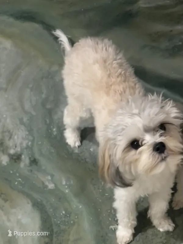 Oreo – Maltese, Yorkshire Terrier puppy for sale in Alvarado, TX