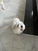 Mia, a female Maltese for sale in Alvarado, TX – 3 of 3