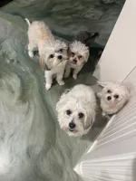 Oreo, a male Maltese and Yorkshire Terrier for sale in Alvarado, TX – 3 of 3