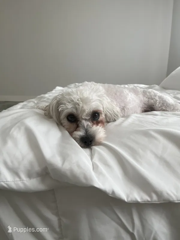 Mia – Maltese puppy for sale in Alvarado, TX