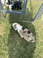 Beauty, a female Australian Shepherd for sale in Dayton, TX – 4 of 4