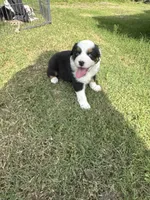 Hank, a male Australian Shepherd for sale in Dayton, TX – 3 of 4