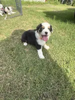 Hank, a male Australian Shepherd for sale in Dayton, TX – 2 of 4