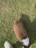 Millie, a female Australian Shepherd for sale in Dayton, TX – 3 of 4