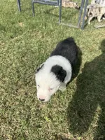 Kenny, a male Australian Shepherd for sale in Dayton, TX – 3 of 4
