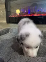 Lulu, a female Australian Shepherd for sale in Dayton, TX – 2 of 6