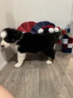 Cash, ASDR, a male Australian Shepherd for sale in Dayton, TX – 3 of 8