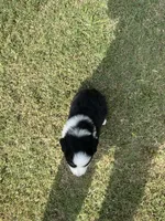Cash, a male Australian Shepherd for sale in Dayton, TX – 5 of 6