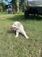 Ella, a female Australian Shepherd for sale in Dayton, TX – 3 of 5