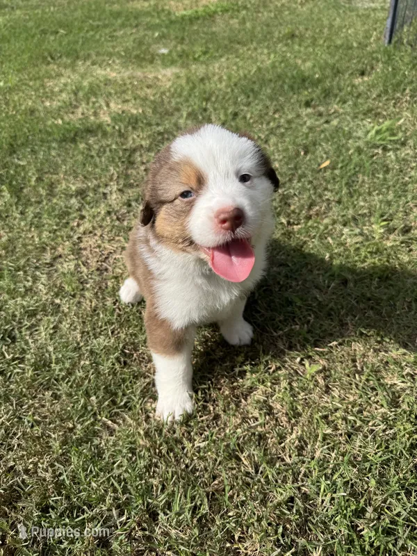 Millie – Australian Shepherd puppy for sale in Dayton, TX